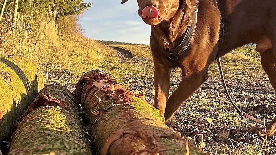 Hunde sorgen in der Hopfenstadt kaum für Probleme.