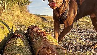 Hunde sorgen in der Hopfenstadt kaum für Probleme.