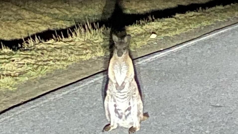 K&auml;nguru-Entdeckung in Sachsen. Die Polizei sucht nach dem Beuteltier.