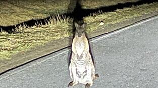 K&auml;nguru-Entdeckung in Sachsen. Die Polizei sucht nach dem Beuteltier.