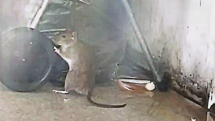 Eine Ratte begutachtet den Hausmüll. Sie soll nicht die einzige sein, die in dem Gebäude ihr Unwesen treibt. Eine Ratte begutachtet den Hausmüll. Sie soll nicht die einzige sein, die in dem Gebäude ihr Unwesen treibt.