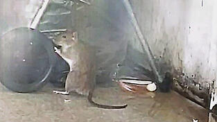 Eine Ratte begutachtet den Hausmüll. Sie soll nicht die einzige sein, die in dem Gebäude ihr Unwesen treibt.