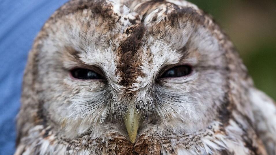 Der Waldkauz war mutma&szlig;lich von einem Auto erfasst und verletzt worden. (Symbolbild)