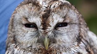 Der Waldkauz war mutma&szlig;lich von einem Auto erfasst und verletzt worden. (Symbolbild)