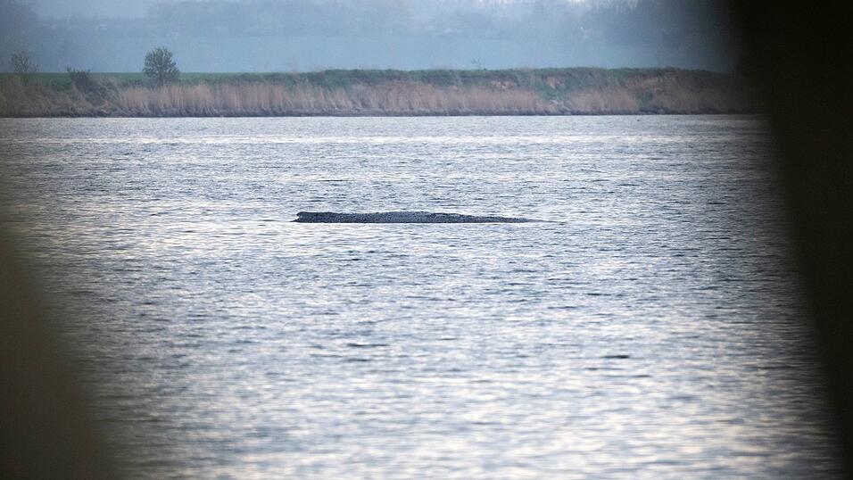 Mit ihrem Okay f&uuml;r einen Rettungsversuch f&uuml;r den Buckelwal bei Wismar durch eine private Initiative sorgten die Beh&ouml;rden zuletzt f&uuml;r eine &Uuml;berraschung.