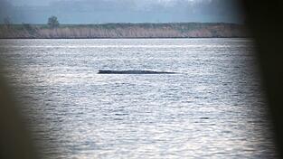 Mit ihrem Okay f&uuml;r einen Rettungsversuch f&uuml;r den Buckelwal bei Wismar durch eine private Initiative sorgten die Beh&ouml;rden zuletzt f&uuml;r eine &Uuml;berraschung.