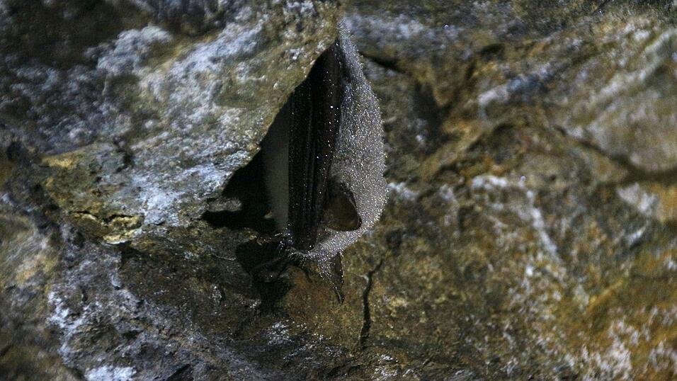 Das Fell ganz und gar mit Tautropfen übersät schläft der kleine Kerl dem Frühling entgegen. Das Fell ganz und gar mit Tautropfen übersät schläft der kleine Kerl dem Frühling entgegen.