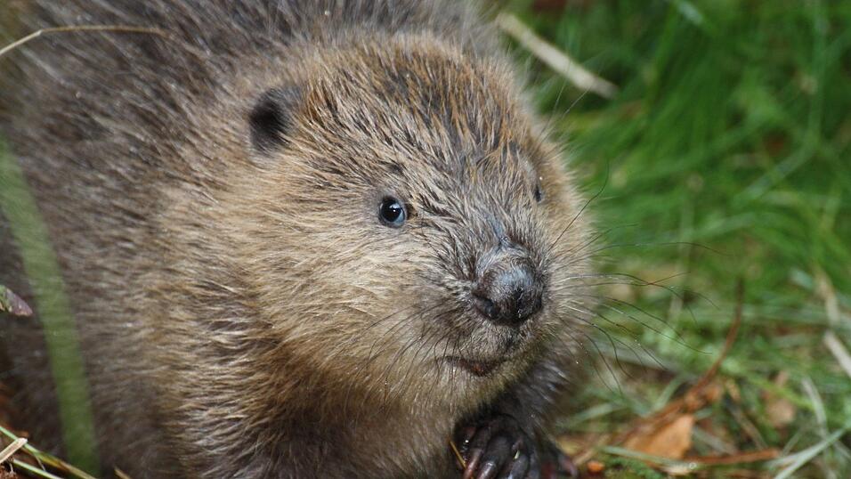Auf der Fläche des Bund Naturschutz lebt und arbeitet eine ganze Biberfamilie. Auf der Fläche des Bund Naturschutz lebt und arbeitet eine ganze Biberfamilie.
