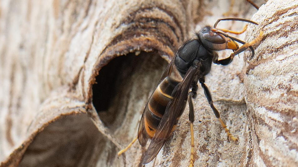 Eine Asiatische Hornisse sitzt auf ihrem Nest. Sie tötet Bienen wesentlich häufiger als die heimische. Eine Asiatische Hornisse sitzt auf ihrem Nest. Sie tötet Bienen wesentlich häufiger als die heimische.