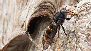 Eine Asiatische Hornisse sitzt auf ihrem Nest. Sie tötet Bienen wesentlich häufiger als die heimische.