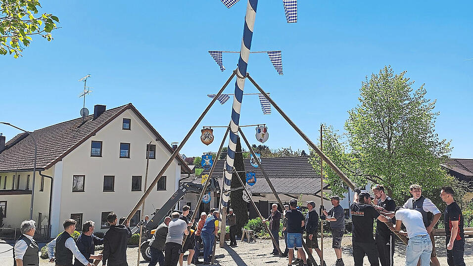 Nur mit Muskelkraft brachten die starken M&auml;nner in Leibersdorf den Stamm in die Senkrechte.