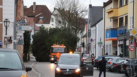 Der riesige Christbaum bahnte sich seinen Weg durch die Innenstadt. Der riesige Christbaum bahnte sich seinen Weg durch die Innenstadt.