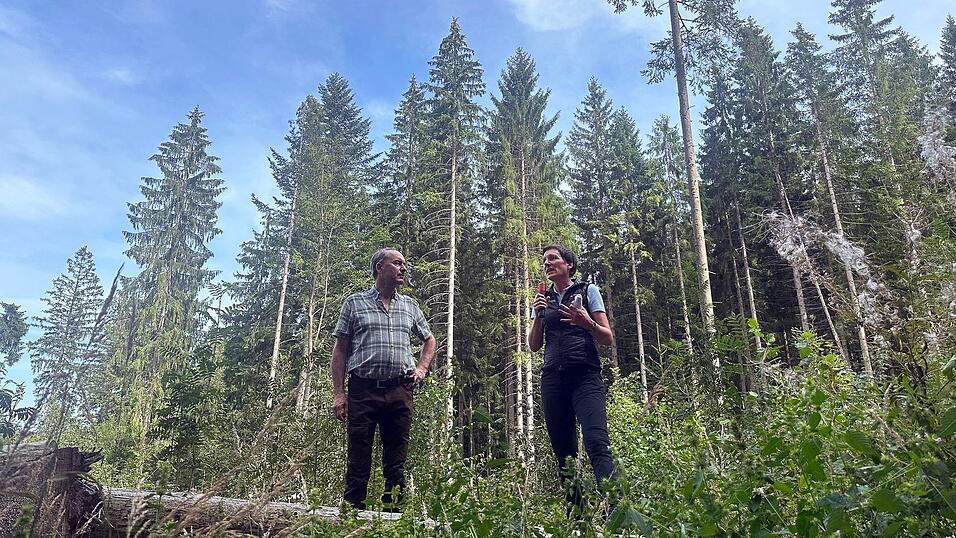 Der Borkenkäfer hat in diesem Sommer bisher weniger Schäden im Bayerischen Wald angerichtet als in früheren Jahren. Der Borkenkäfer hat in diesem Sommer bisher weniger Schäden im Bayerischen Wald angerichtet als in früheren Jahren.