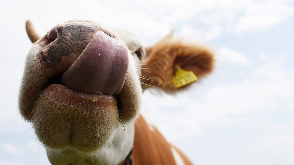 Gegen die Besitzerin der Kuh wird jetzt ermittelt. (Symbolbild) Gegen die Besitzerin der Kuh wird jetzt ermittelt. (Symbolbild)