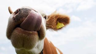 Gegen die Besitzerin der Kuh wird jetzt ermittelt. (Symbolbild) Gegen die Besitzerin der Kuh wird jetzt ermittelt. (Symbolbild)