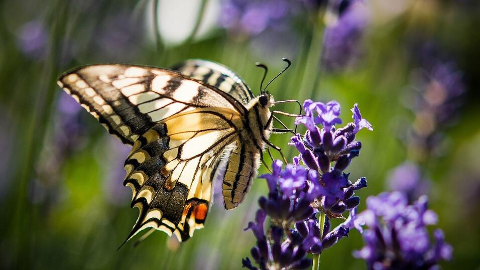 Lavendel ist bei verschiedenen Schmetterlingsarten wie auch dem Schwalbenschwanz beliebt. (Archivbild)