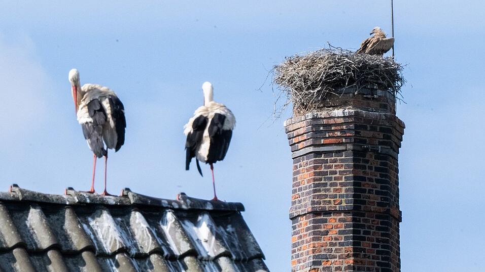Die Störche müssen machtlos mit ansehen, wie der Gänsegeier ihren Nachwuchs tötet. Die Störche müssen machtlos mit ansehen, wie der Gänsegeier ihren Nachwuchs tötet.