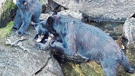 Unterricht im Lachsfangen: Die Bärenmutter bringt ihren Jungen bei, wie man fischt.
