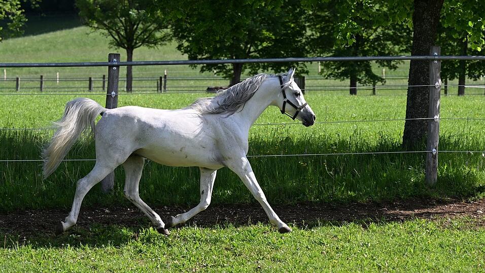 Die Besitzerin wollte das Pferd von der Koppel nahe der Autobahn holen, als es sich losriss. (Symbolbild)