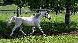 Die Besitzerin wollte das Pferd von der Koppel nahe der Autobahn holen, als es sich losriss. (Symbolbild) Die Besitzerin wollte das Pferd von der Koppel nahe der Autobahn holen, als es sich losriss. (Symbolbild)
