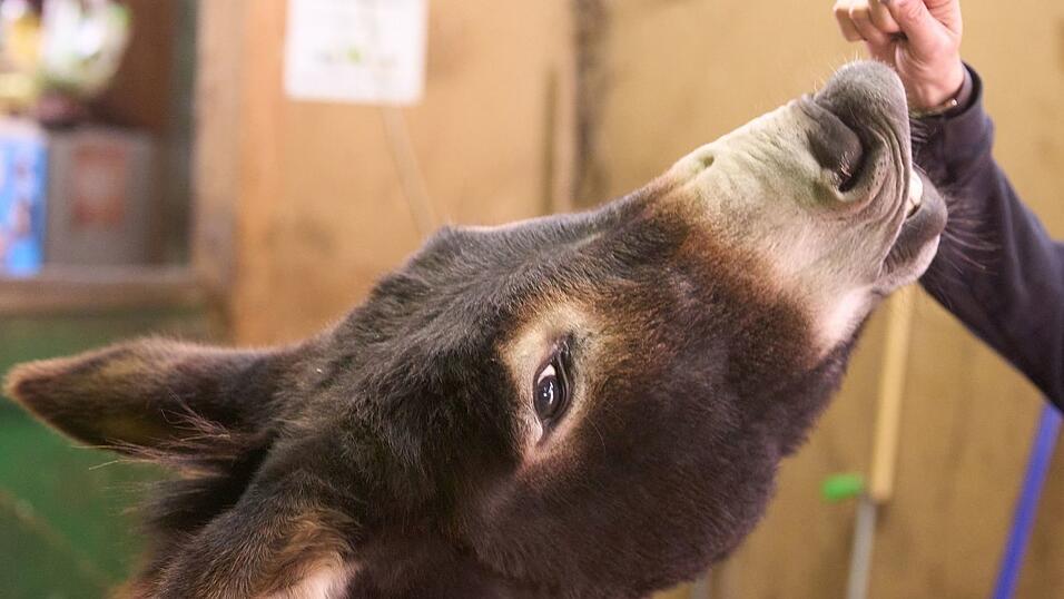 Esel werden im Tourismus und für Therapiezwecke eingesetzt. (Archivbild) Esel werden im Tourismus und für Therapiezwecke eingesetzt. (Archivbild)
