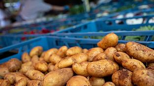 Experten wollen informieren, wie die Kartoffelernte in Bayern in diesem Jahr ausfällt. (Symbolbild)