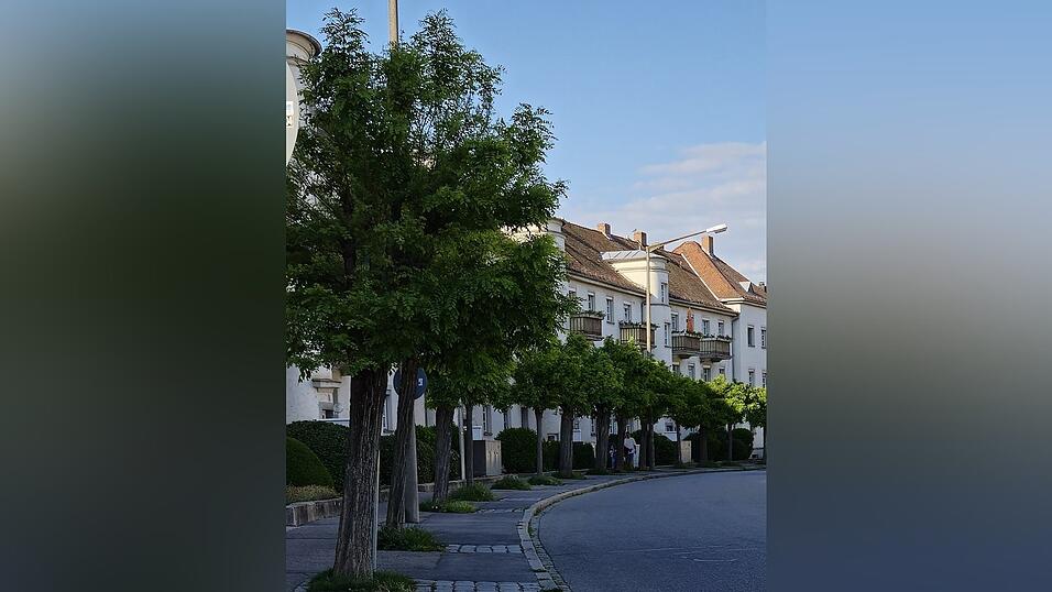 Statt den Kugelrobinien werden in Zukunft voraussichtlich Spitzahorne an der Rennbahnstra&szlig;e stehen.
