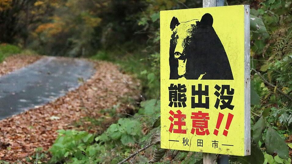 Laut Japans Umweltministerium wurden seit April landesweit 13 Menschen durch Bären getötet. (Archivbild) Laut Japans Umweltministerium wurden seit April landesweit 13 Menschen durch Bären getötet. (Archivbild)