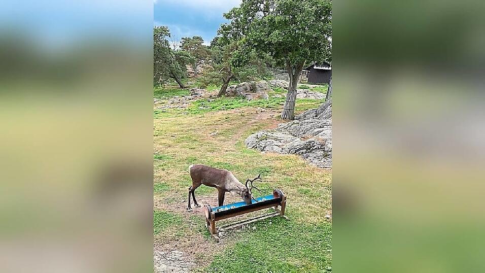Ein Rentier im Park Slottskogen. Ein Rentier im Park Slottskogen.