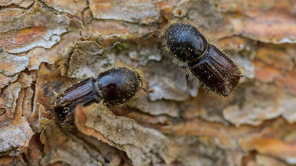 Die kleinen K&auml;fer bringen den B&auml;umen den Tod. (Archivbild)