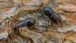 Die kleinen K&auml;fer bringen den B&auml;umen den Tod. (Archivbild)