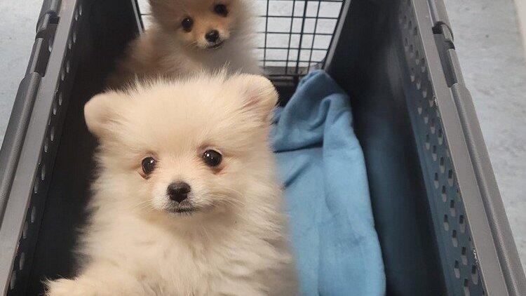 Beamte der Bundespolizei haben am Donnerstag, 7. März, auf der A8 am Grenzübergang Walserberg zwei Hundewelpen sichergestellt und an ein Tierheim übergeben. Beamte der Bundespolizei haben am Donnerstag, 7. März, auf der A8 am Grenzübergang Walserberg zwei Hundewelpen sichergestellt und an ein Tierheim übergeben.