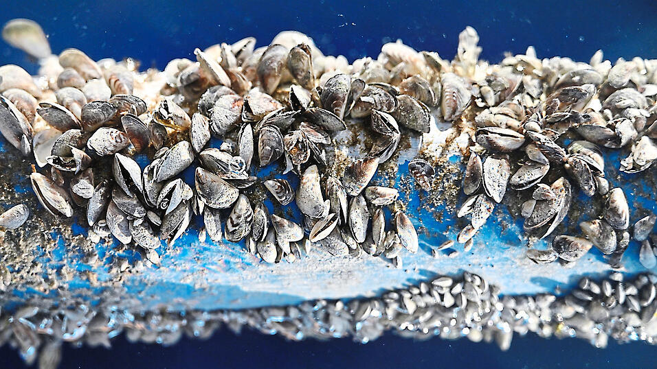 Ein Rohr aus dem Bodensee voller Quagga-Muscheln. Droht &Auml;hnliches nun im Chiemsee?