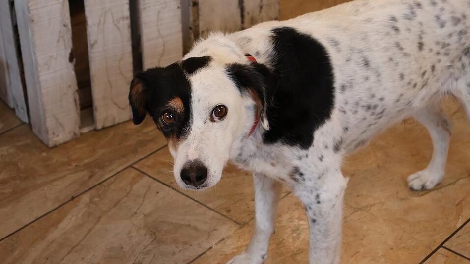 Hündin Mila wohnt bei Grußie.