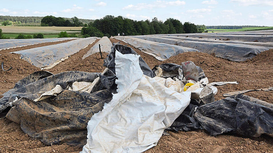 Nicht unumstritten ist der Folienanbau von Spargel. Nicht unumstritten ist der Folienanbau von Spargel.