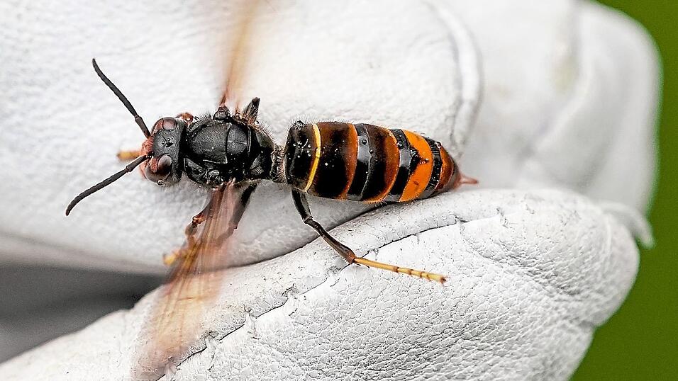 Frisst sich an Honigbienen satt: Eine Asiatische Hornisse wird von einem Biologen mit einem Handschuh gehalten. Frisst sich an Honigbienen satt: Eine Asiatische Hornisse wird von einem Biologen mit einem Handschuh gehalten.