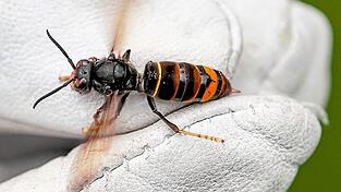 Frisst sich an Honigbienen satt: Eine Asiatische Hornisse wird von einem Biologen mit einem Handschuh gehalten.