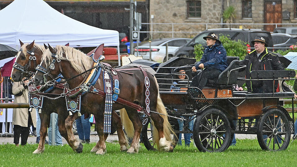 Stefan Holzfurtner, der Geierwirt aus Wiesing zeigte seine jungen Hengste im Festgeschirr vor der Wagonette. Stefan Holzfurtner, der Geierwirt aus Wiesing zeigte seine jungen Hengste im Festgeschirr vor der Wagonette.