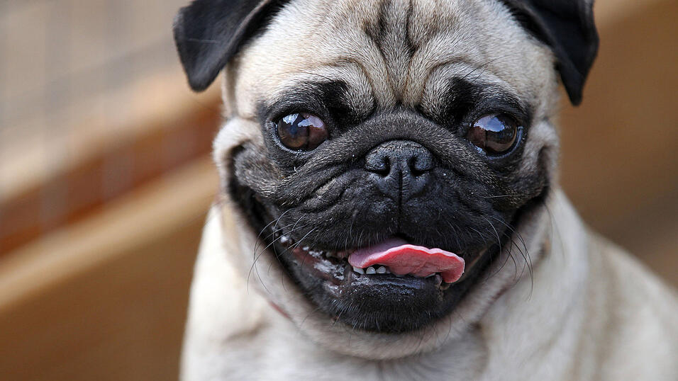 Der Mops ist oft &uuml;berz&uuml;chtet. (Foto: Jan Woitas/dpa)