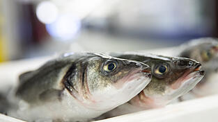 Es ist kein Fisch im Netz - zumindest nicht am Straubinger Stadtplatz. (Symbolbild)