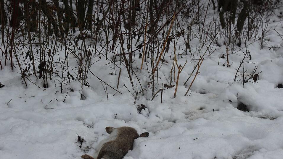 Im Hintergrund des erlegten Kaninchens sind abgefressene &Auml;stchen sichtbar. Was den Str&auml;uchern schadet, ist die Notnahrung der Nager im Winter.