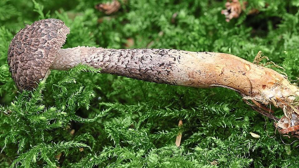 Ein Parasitenpilz, der weltweit bisher nicht mehr als ein Dutzend Mal nachgewiesen worden ist: der Squamanita pearsonii, der hier ganz offensichtlich einen Amianth-K&ouml;rnchenschirmling befallen und bereits teilweise umgeformt hat. Das Fundst&uuml;ck aus dem Seeoner Forst ist etwa acht Zentimeter lang.