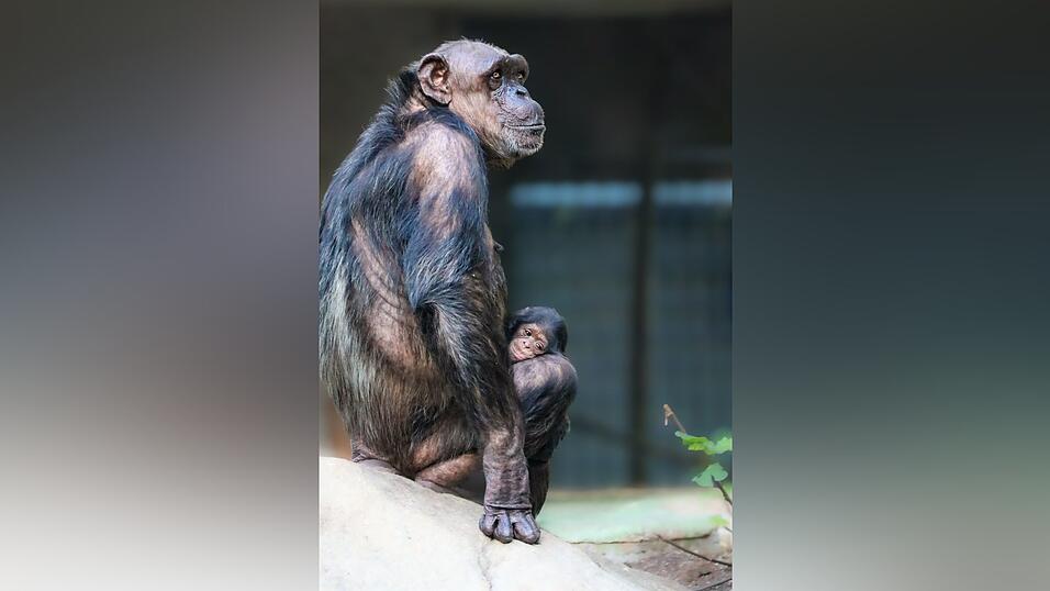 Das Baby und Mutter Zenta zeigen sich im Urwaldhaus des Tierparks Hellabrunn - mit Gl&uuml;ck k&ouml;nnen Besucher einen Blick auf das Jungtier erhaschen.