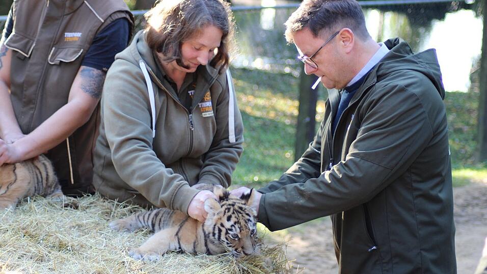 Geimpft und gechippt: die Tiger-Drillinge beim Gesundheits-Check. Geimpft und gechippt: die Tiger-Drillinge beim Gesundheits-Check.