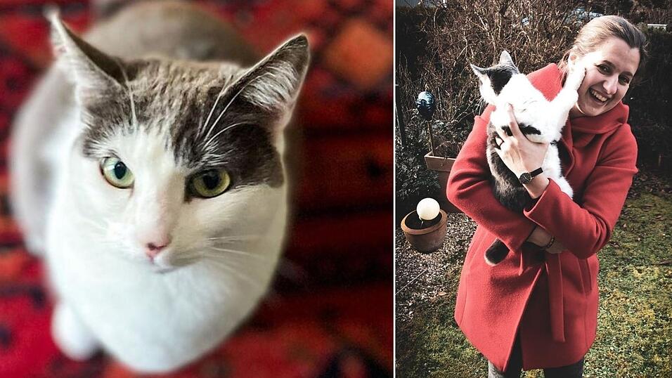 Hat Katze Rocket das Potential zum Insta-Tiger? In unserer vierten Challenge der idowa-Bucketlist will das unsere Redakteurin herausfinden.