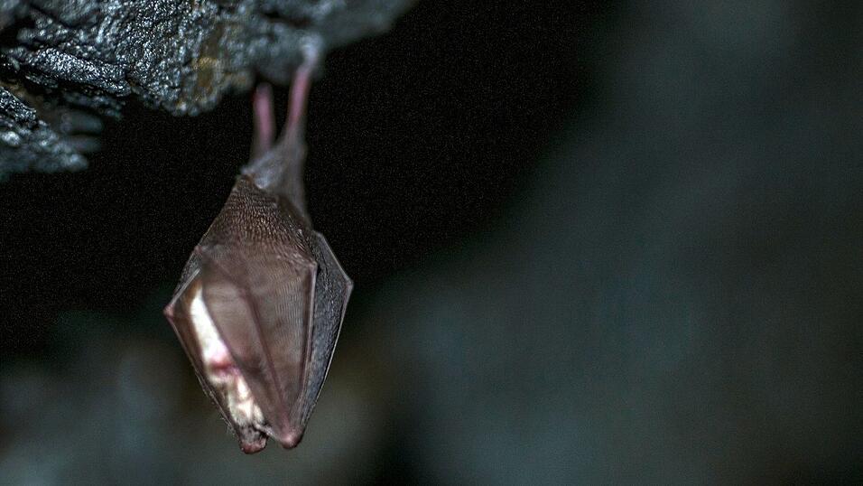 Fledermäuse können in warmen Winter ebenfalls aufwachen. (Archivbild) Fledermäuse können in warmen Winter ebenfalls aufwachen. (Archivbild)