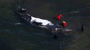 Der Wal steckt bis mindestens Sonntag weiter vor der Insel Poel fest.