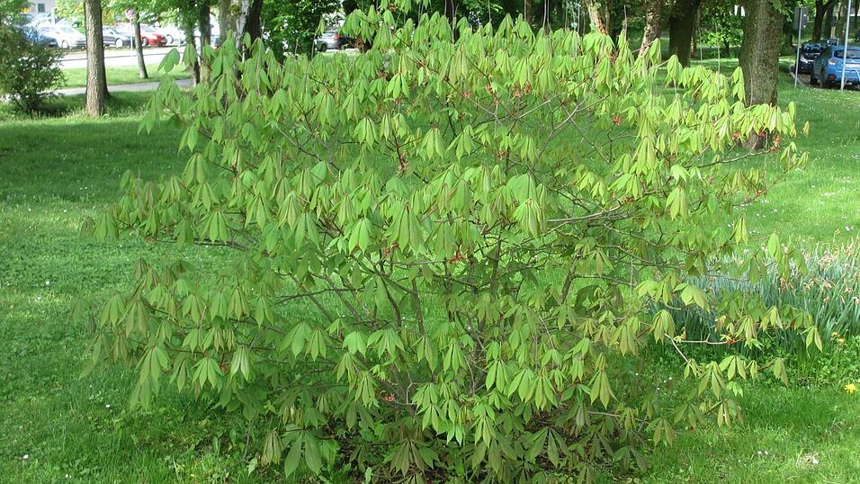 Strauchkastanien gibt es nur an einem Standort in der Stadt. Strauchkastanien gibt es nur an einem Standort in der Stadt.