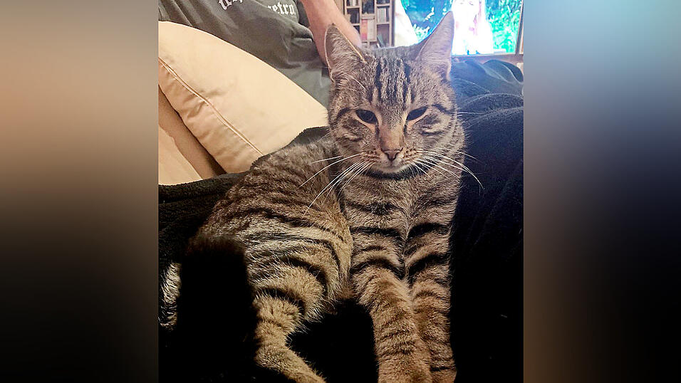 Kater Timmy wird seit über drei Jahren vermisst. Kater Timmy wird seit über drei Jahren vermisst.