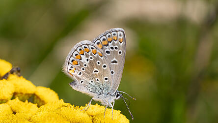 Der Hauh&auml;chel-Bl&auml;uling - auch ein gern gesehener Gast.